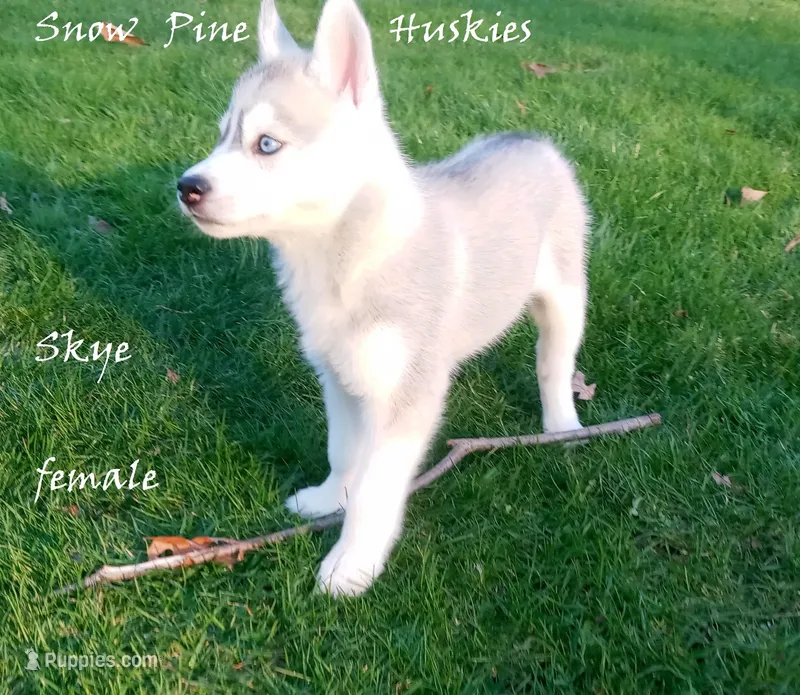 Skye – Siberian Husky puppy for sale in Green Oaks, IL