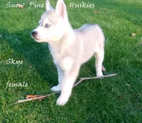Skye, a female Siberian Husky for sale in Green Oaks, IL – Photo 1 of 3
