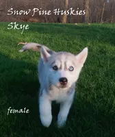 Skye, a female Siberian Husky for sale in Green Oaks, IL – Photo 2 of 3