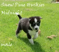 Midnight, a male Siberian Husky for sale in Green Oaks, IL – 2 of 5