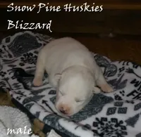 Blizzard, a male Siberian Husky for sale in Green Oaks, IL – 3 of 5