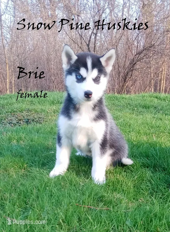 Brie – Siberian Husky puppy for sale in Green Oaks, IL