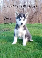 Brie, a female Siberian Husky for sale in Green Oaks, IL – Photo 1 of 2
