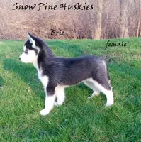 Brie, a female Siberian Husky for sale in Green Oaks, IL – Photo 2 of 2