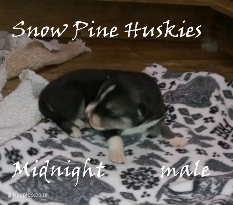 Midnight, a male Siberian Husky for sale in Green Oaks, IL – 1 of 2