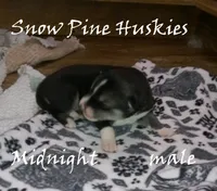 Midnight, a male Siberian Husky for sale in Green Oaks, IL – 1 of 2