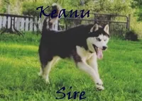 Echo, a female Siberian Husky for sale in Green Oaks, IL – Photo 5 of 8