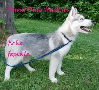 Echo, a female Siberian Husky for sale in Green Oaks, IL – Photo 2 of 8