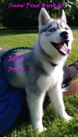 Echo, a female Siberian Husky for sale in Green Oaks, IL – Photo 3 of 8