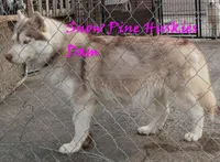 Echo, a female Siberian Husky for sale in Green Oaks, IL – Photo 6 of 8