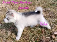 Echo, a female Siberian Husky for sale in Green Oaks, IL – Photo 8 of 8