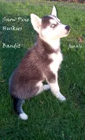 Bandit, a female Siberian Husky for sale in Green Oaks, IL – Photo 2 of 3
