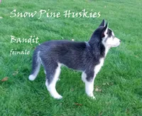 Bandit, a female Siberian Husky for sale in Green Oaks, IL – Photo 3 of 3