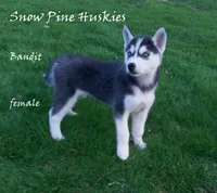Bandit, a female Siberian Husky for sale in Green Oaks, IL – Photo 1 of 3