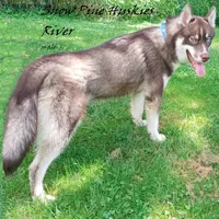 River, a male Siberian Husky for sale in Green Oaks, IL – Photo 1 of 4