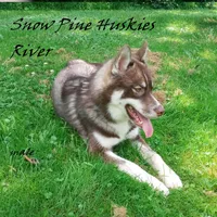 River, a male Siberian Husky for sale in Green Oaks, IL – Photo 2 of 4