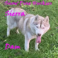 River, a male Siberian Husky for sale in Green Oaks, IL – Photo 4 of 4