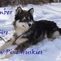 River, a male Siberian Husky for sale in Green Oaks, IL – Photo 3 of 4