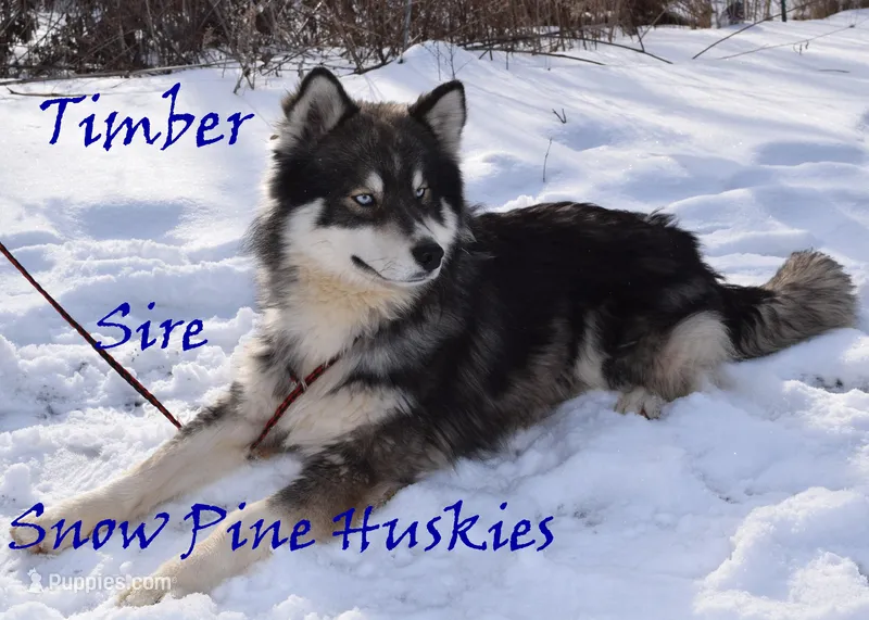 Lightning – Siberian Husky puppy for sale in Green Oaks, IL