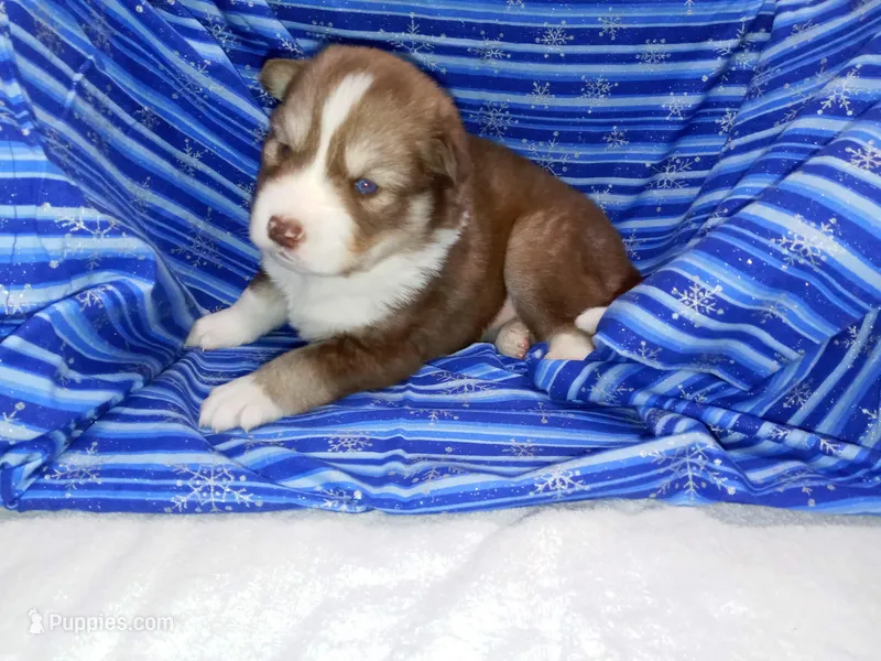 Cappucino, a female Siberian Husky for sale in Green Oaks, IL – Photo 1 of 3