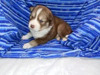 Cappucino, a female Siberian Husky for sale in Green Oaks, IL – Photo 1 of 3