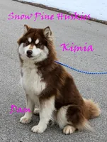 Cappucino, a female Siberian Husky for sale in Green Oaks, IL – Photo 2 of 3