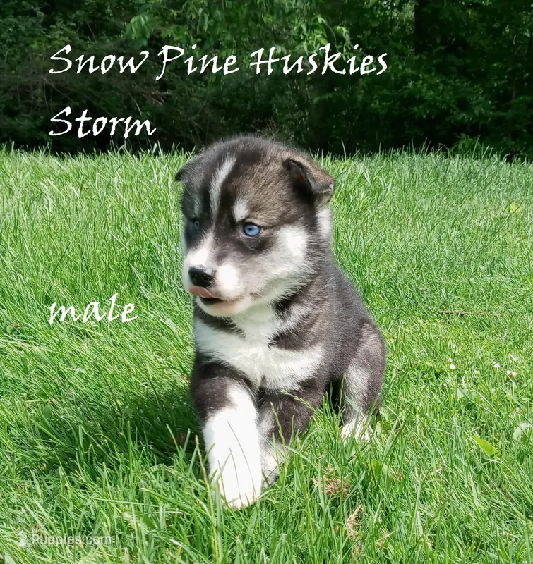 Storm – Siberian Husky puppy for sale in Green Oaks, IL