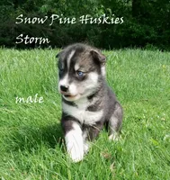 Storm, a male Siberian Husky for sale in Green Oaks, IL – 3 of 7