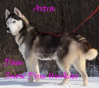 Dakota, a female Siberian Husky for sale in Green Oaks, IL – Photo 4 of 4
