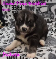 Dakota, a female Siberian Husky for sale in Green Oaks, IL – Photo 2 of 4