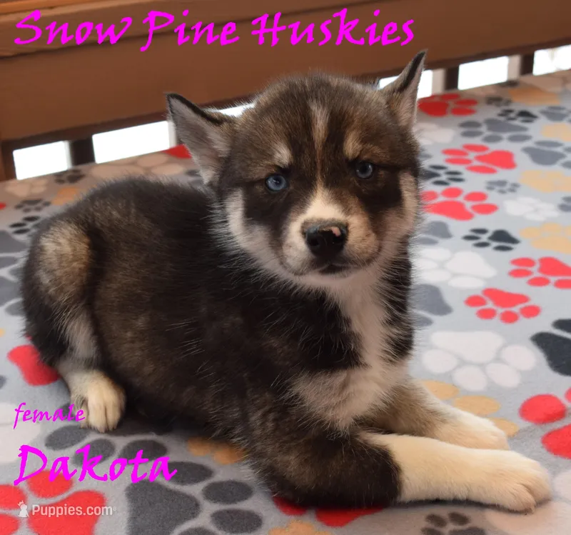 Dakota, a female Siberian Husky for sale in Green Oaks, IL – Photo 1 of 4