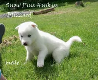 Blizzard, a male Siberian Husky for sale in Green Oaks, IL – 2 of 5