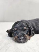 AKC Hans, a male Miniature Dachshund for sale in Goshen, IN – 4 of 8
