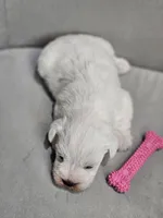 Tandy, a female Miniature Schnauzer for sale in Goshen, IN – 4 of 10
