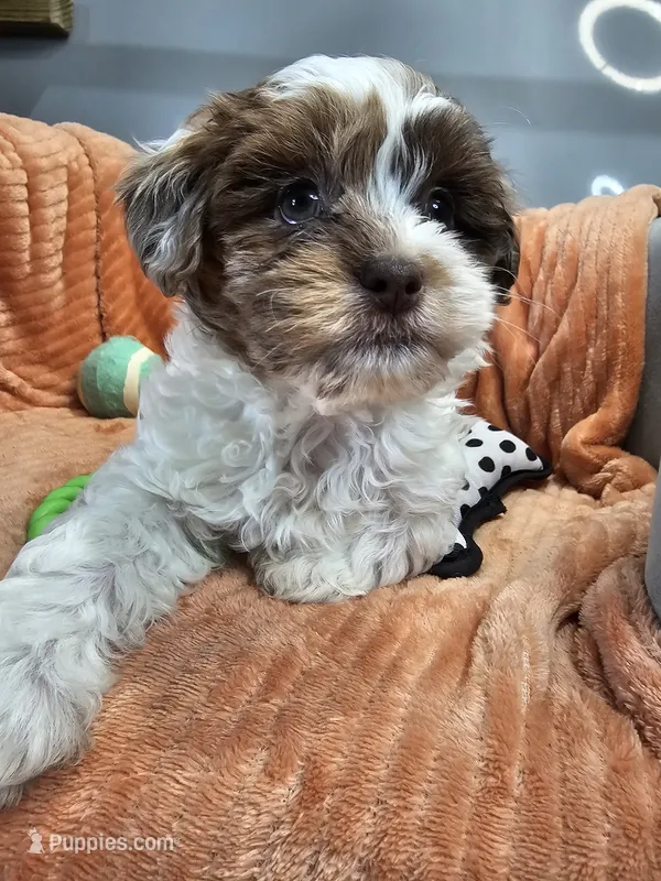 Hurley – Shihpoo puppy for sale in Goshen, IN