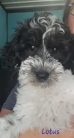 Lotus *Labor Day Sale*, a female Schnoodle for sale in Goshen, IN – 2 of 10