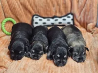 Jett, a male Miniature Schnauzer for sale in Goshen, IN – 4 of 4
