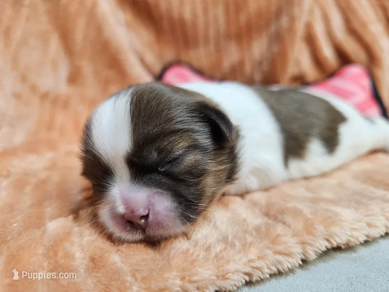 Luna – Shih Tzu puppy for sale in Goshen, IN