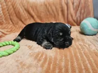 Jett, a male Miniature Schnauzer for sale in Goshen, IN – 2 of 4