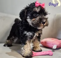 Onyx, a female Miniature Schnauzer for sale in Goshen, IN – 1 of 10