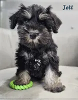 Jett *Reduced*, a male Miniature Schnauzer for sale in Goshen, IN – 5 of 10
