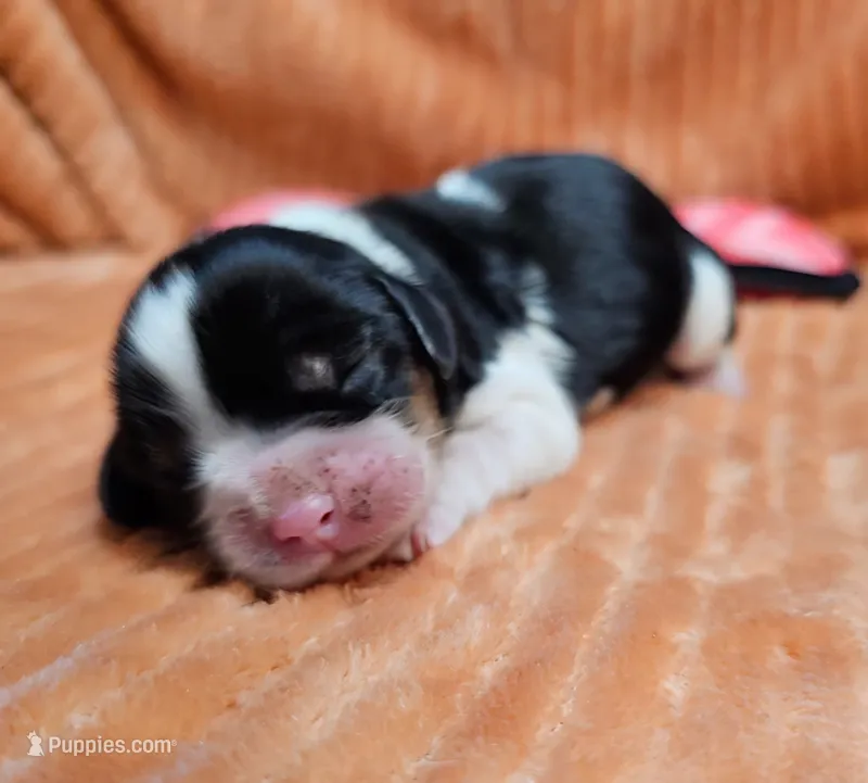 Maple – Cavalier King Charles Spaniel puppy for sale in Goshen, IN