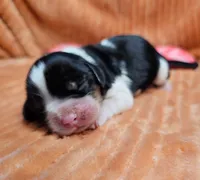 Maple, a female Cavalier King Charles Spaniel for sale in Goshen, IN – 1 of 6