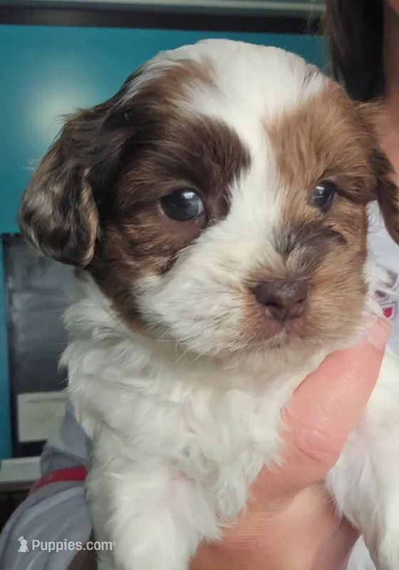 Hurley – Shihpoo puppy for sale in Goshen, IN