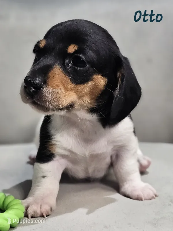 AKC Otto – Miniature Dachshund puppy for sale in Goshen, IN