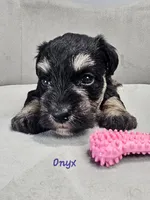 Onyx, a female Miniature Schnauzer for sale in Goshen, IN – 7 of 10