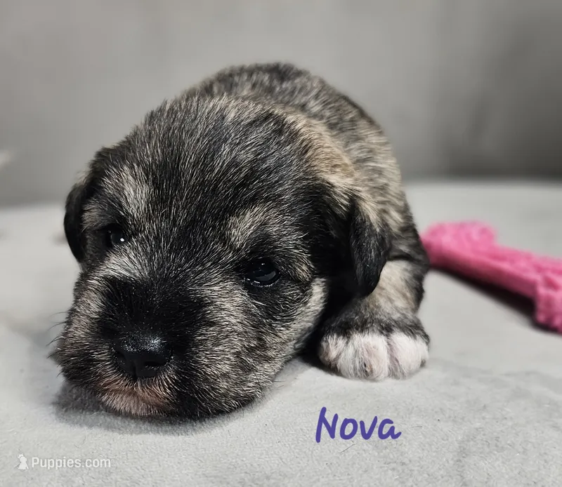 Nova – Miniature Schnauzer puppy for sale in Goshen, IN