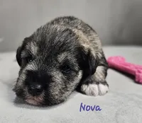 Nova, a female Miniature Schnauzer for sale in Goshen, IN – 1 of 7