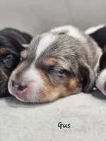 AKC Boy 2, a male Miniature Dachshund for sale in Goshen, IN – 1 of 8