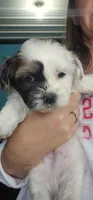 Boone, a male Shihpoo for sale in Goshen, IN – 4 of 10